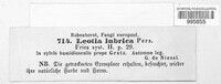 Leotia lubrica image